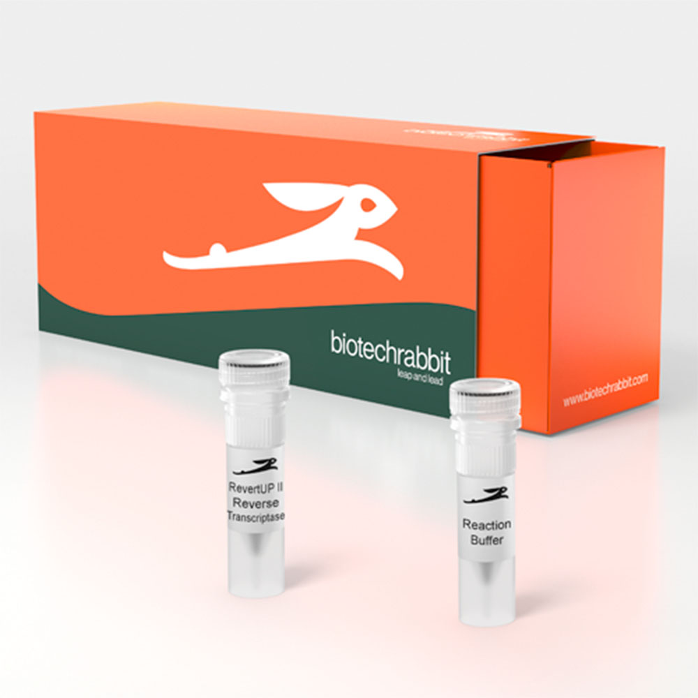Picture for category cDNA / Reverse Transcriptase
