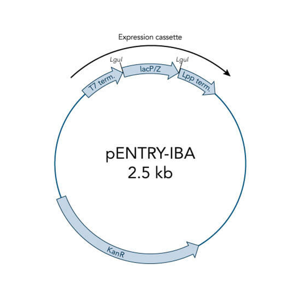 Picture of StarGate ENTRY Vector (5 ug)