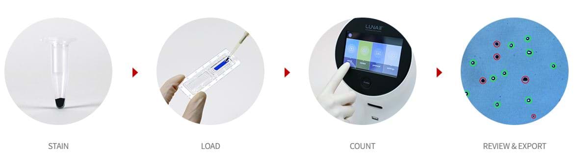 Count Cellls How to count cells accurately | Westburg Life Sciences