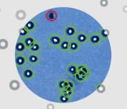 Automated cell counter, what to look for | Westburg Life Sciences